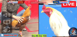 Trùm Thế Giới Xuất Trận Đầu Tiên Xổ 100 Triệu - Trận 13 CPC2 15/12/2024