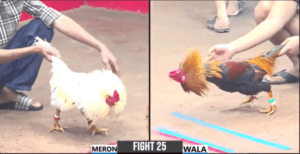 Cánh Gà Campuchia Mạnh Nhất Thomo Hôm Nay - Trận 25 CPC3 22/12/2024