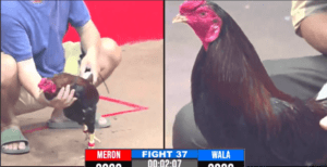 Anh Da Long An Vượt Qua Anh Hai Vũ Mèo Dễ Dàng - Trận 37 CPC3 17/12/2024