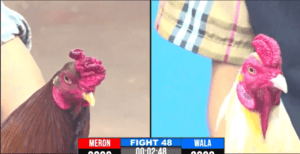 Anh Da Tiếp Tục Hạ Đo Ván Anh Hai Vũ Mèo - Trận 48 CPC3 17/12/2024