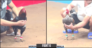 Quang Bình Dương Xuất Trận Đầu Tiên Hôm Nay - Trận 6 CPC3 27/12/2024