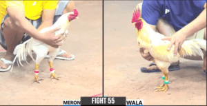 Mít Trà Cú Đụng Minh Sóc Trăng Cổ Đông CPC3 - Trận 55 CPC3 17/12/2024