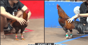 Tèo Đen Cho Phu Phu Biết Thế Nào Là Lễ Độ - Trận 19 CPC2 15/12/2024