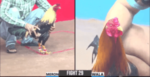 Trại Gà Lê Văn An Giang Tiếp Tục Lập Chuỗi Thắng - Trận 29 CPC3 22/12/2024