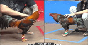 Tèo Đen Lê Tiếp Tục Cho Phu Phu Nhận Trái Đắng - Trận 22 CPC2 15/12/2024