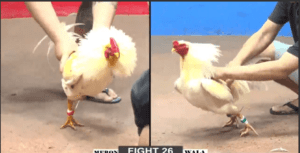 Trận Cuối Cùng Giữa Tèo Đen Và Trùm Thế Giới Hôm Nay - Trận 26 CPC2 15/12/2024