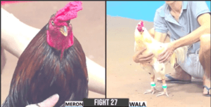 Bình Bu Cao Lãnh Cánh Gà Hưng Cần Thơ Ra Sân - Trận 27 CPC3 27/12/2024