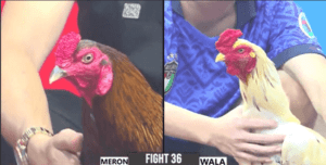 Cu Lì Đức Hòa Lấy Gà Bảo Sting Ra Sân - Trận 36 CPC3 29/12/2024