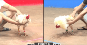 Trận Đầu Tiên Của Bảo Sting Nhận Thất Bại Cay Đắng - Trận 6 CPC2 22/12/2024