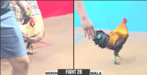 Hưng Cần Thơ Tung Cọp Ra Đá Như Súng Bắn - Trận 28 CPC3 27/12/2024