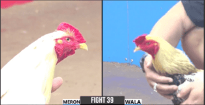 Chú Hai Thành Phố Ôm Cọp Bảo Sting Ra Sân - Trận 39 CPC3 29/12/2024