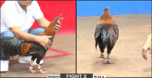 Bảo Sting Tung Cọp Ra Trận Đầy May Mắn - Trận 2 CPC2 15/12/2024