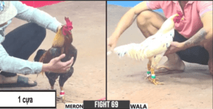 Anh Dũng Sài Gòn Chấp 1 Cựa Thắng Đẳng Cấp - Trận 69 CPC3 4/1/2025