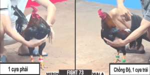 Kèo Độc Lạ Tèo Bảo Lộc Chấp Ngông Thắng Ngọt - Trận 73 CPC3 4/1/2025