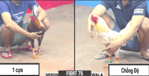 Giang Đức Hòa Chấp Ngông Gà Cọp Chồng Độ Và Cái Kết - Trận 75 CPC3 4/1/2025