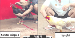 Tèo Bảo Lộc Chồng Độ Cái Thứ 3 Chấp 1 Cựa - Trận 77 CPC3 5/1/2025