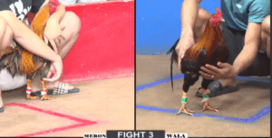 Bảo Sting Giao Cọp Cho Tèo Bảo Lộc Ngày Trở Lại - Trận 3 CPC2 5/1/2025