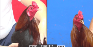 Bảo Sting Xuất Trận Gặp Dự Bảo Lộc Khai Đao Đầu Năm - Trận 7 CPC2 5/1/2025