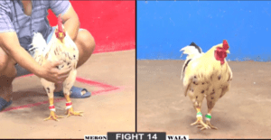 Bảo Sting Tung Bướm Hiệu Hạ Nhanh Đối Thủ - Trận 14 CPC2 5/1/2025