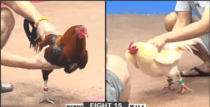 Bảo Sting Đem Cọp Lên Lớp 8 Ra Sân Càn Quét Bồ - Trận 15 CPC2 5/1/2025