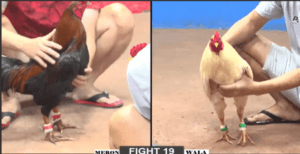 Bảo Sting Chấp Đối Thủ 4 Chấm Ngậm Đắng Đầu Năm - Trận 19 CPC2 5/1/2025