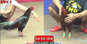 Bảo Sting Đụng Tính Gà King Tranh Giải Nhì - Trận 47 CPC1 22/2/2025