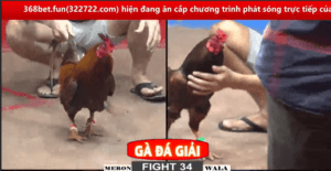 Cú Chưởng Của Bảo Sting Khiến Cả Bồ Bật Ngửa - Trận 35 CPC2 2/3/2025