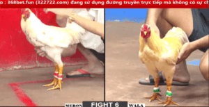 Trận Đầu Của Phu Phu Gặp Trúng Phải Ổ Kiến Lửa - Trận 6 CPC2 3/3/2025