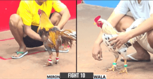 Bảo Sting Phiên Bản C3 Xuất Hiện Và Cái Kết - Trận 10 CPC3 4/3/2025