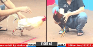 Bảo Sting Tung Hàng Hiệu Càn Quét Đối Thủ - Trận 40 CPC3 1/4/2025