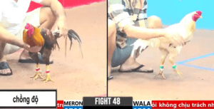 Bảo Sting Hạ Cọp Duyên Ti Trong Ngoài 3 Tỏi - Trận 48 CPC3 1/4/2025