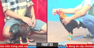 Bảo Sting Tung Gà Tật Ra Sân Gom Hơn Cả Tỏi - Trận 53 CPC3 1/4/2025