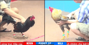 Trận Thắng Duy Nhất Của Bảo Sting Tại Siêu Cup - Trận 37 CPC3 1/4/2025