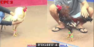 Màn Combat Không May Mắn Của Bảo Sting - Trận 4 CPC2 11/4/2025