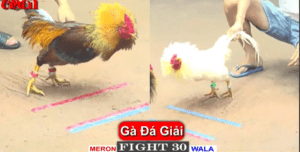 Hot Girl Kim Anh Gạt Giò Bà Chủ Trại Gà - Trận 30 CPC1 10/4/2025