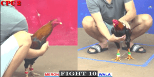 Bảo Sting Phản Ăn 1 Thành Công - Trận 10 CPC2 11/4/2025