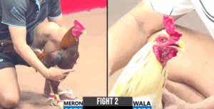 Khét Cọp Idol Ra Đúng 1 Chân Kết Thúc Trận Đấu - Trận 2 CPC3 27/5/2025