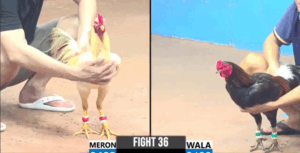 Trận Đấu Cuối Cùng Giữa Việt Thái - Trận 36 CPC3 25/5/2025