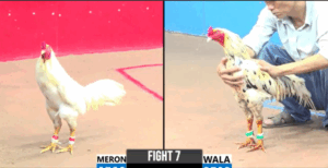 Má Minh Ôm Cọp Ra Sân Và Cái Kết - Trận 7 CPC3 27/5/2025