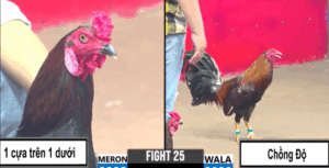 Tèo Bến Tre Chồng Độ Thành Công - Trận 25 CPC3 27/5/2025