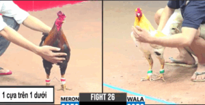 Thắng Bến Tre Ôm Cọp Ra Chấp 3 Chấm - Trận 26 CPC3 27/5/2025