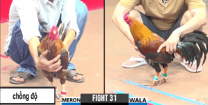 Điền Tiền Giang Chồng Độ Rớt Nài Đáng Tiếc - Trận 31 CPC3 27/5/2025