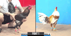 Trận 1 CPC3 30/6/2025 - Điều Cọp Ra Đúng 3 Chân Là Có Kết Quả