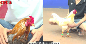 Trận 19 CPC3 29/6/2025 - Phu Phu Lại Khiến Anh Em Thất Vọng