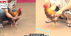 Bảo Sting Phản Kèo Cực Đẳng Cấp Hôm Nay - Trận 3 CPC2 25/6/2025