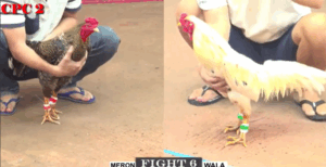 Bảo Sting Phản 5 Lai Đẳng Cấp Nhất Thomo - Trận 6 CPC2 25/6/2025