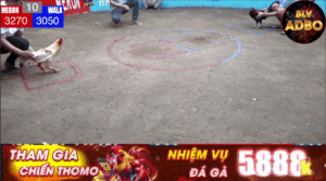 Bảo Sting Phục Thù Việt Kiều Cam - Thông Tin Hot 21/6/2025