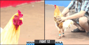 Trận 12 CPC3 29/6/2025 - Má Minh Tung Camelo Xịn Ra Sân