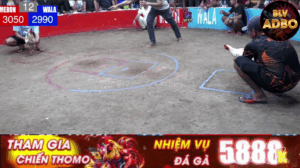 Bảo Sting Làm Mưa Làm Gió Đất Cam - Thông Tin Hot 21/6/2025