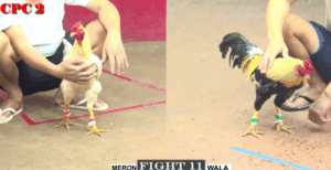 Bảo Sting Bị Chấm Dứt Chuỗi Càn Quét - Trận 11 CPC2 25/6/2025